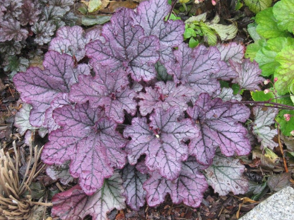 гейхера палас перпл. гейхера палас пурпл. гейхера мелкоцветковая палас перпл. Cassis/ кассис гейхера. гейхера форевер перпл.
