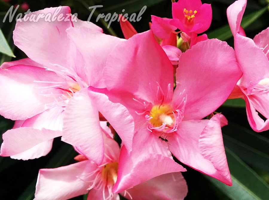 Flor típica de la Adelfa, Nerium oleander