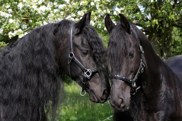 Two Black Horses Together Image in Full HD