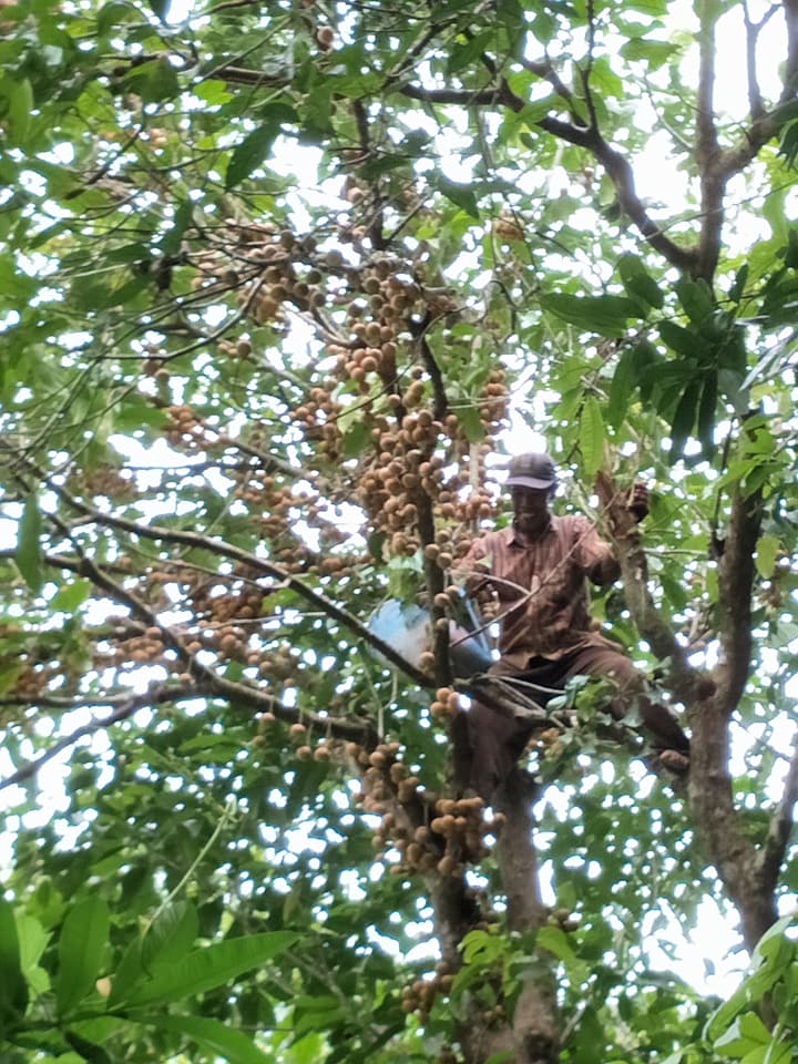 Rasa Khasiat Pohon, Nama Lain &amp; Cara Makan Buah Kapul Khas