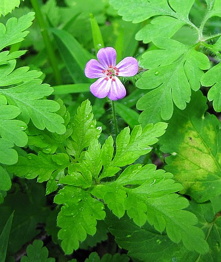 Bodziszek cuchnący (Geranium robertianum L.).