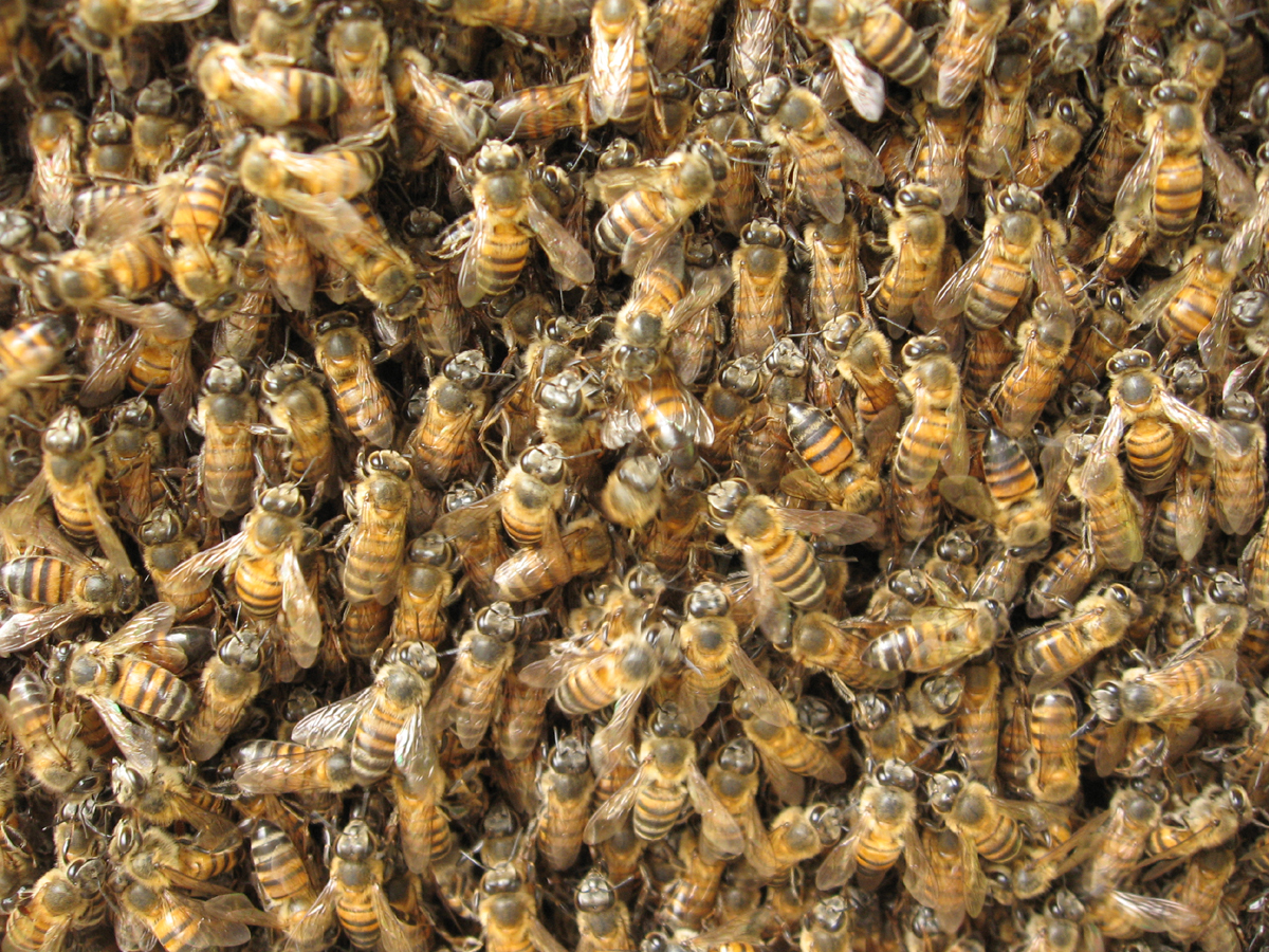 Сколько пчелы дают. Матка Бакфаст. Пчелопакеты Бакфаст. Пчелы общественные насекомые. Пчелиная семья.