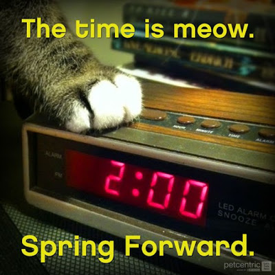 Image result for spring forward cat