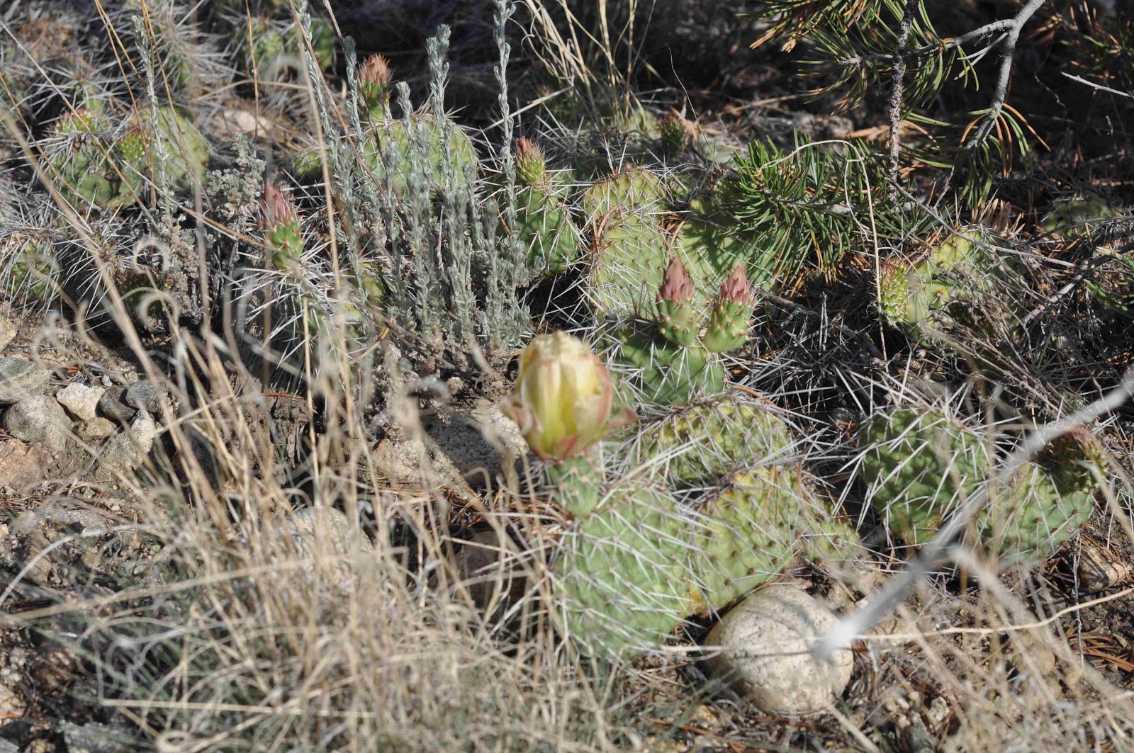 cactus Buena Vista coloradoviews.filminspector.com