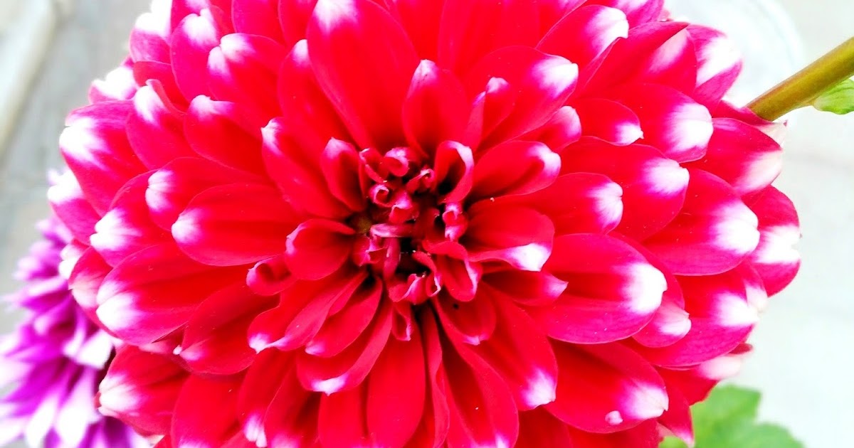 The Food Root How to Plant, Grow, and Care for Dahlia Flowers How to