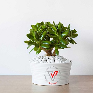 cây để bàn làm việc hợp mệnh mộc cây để bàn làm việc