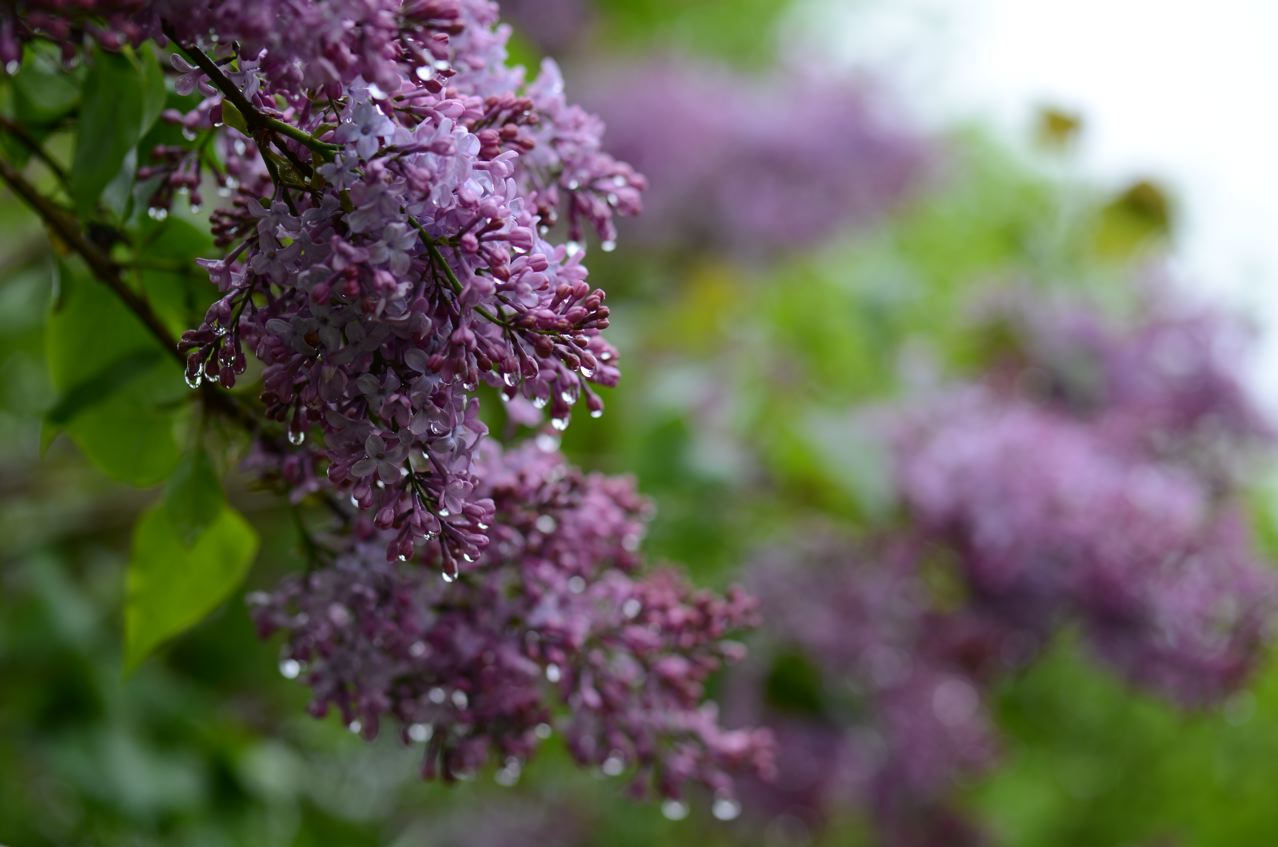 Flower Hill Farm: Lilac Time