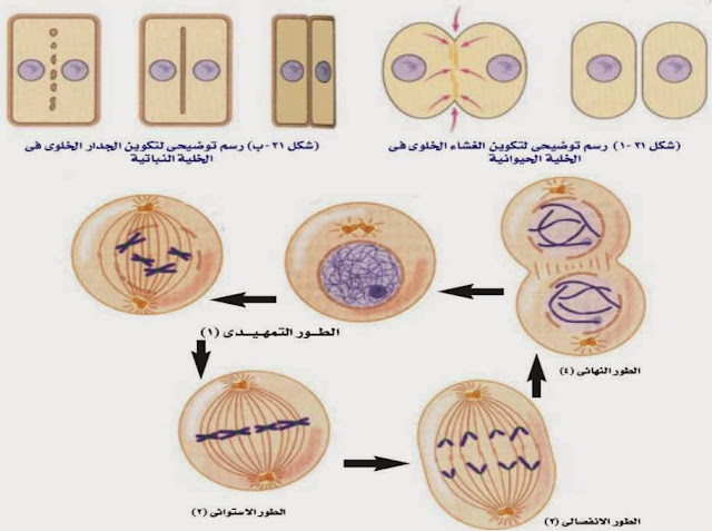  مراحل الانقسام المتساوي في الخلية 