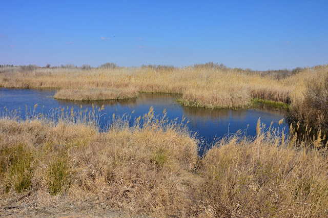 réserve "humide" d'Azraq