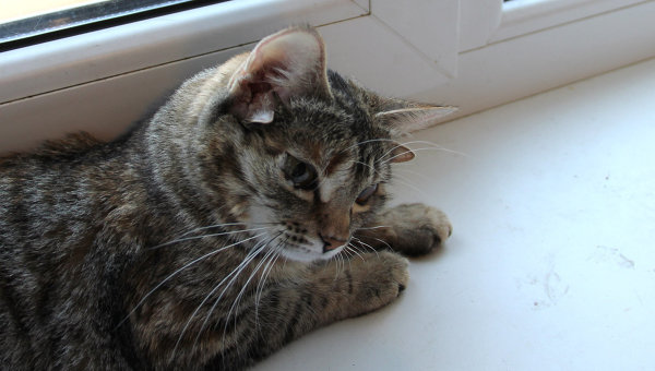 Luntia, la novia Luntia, la novia