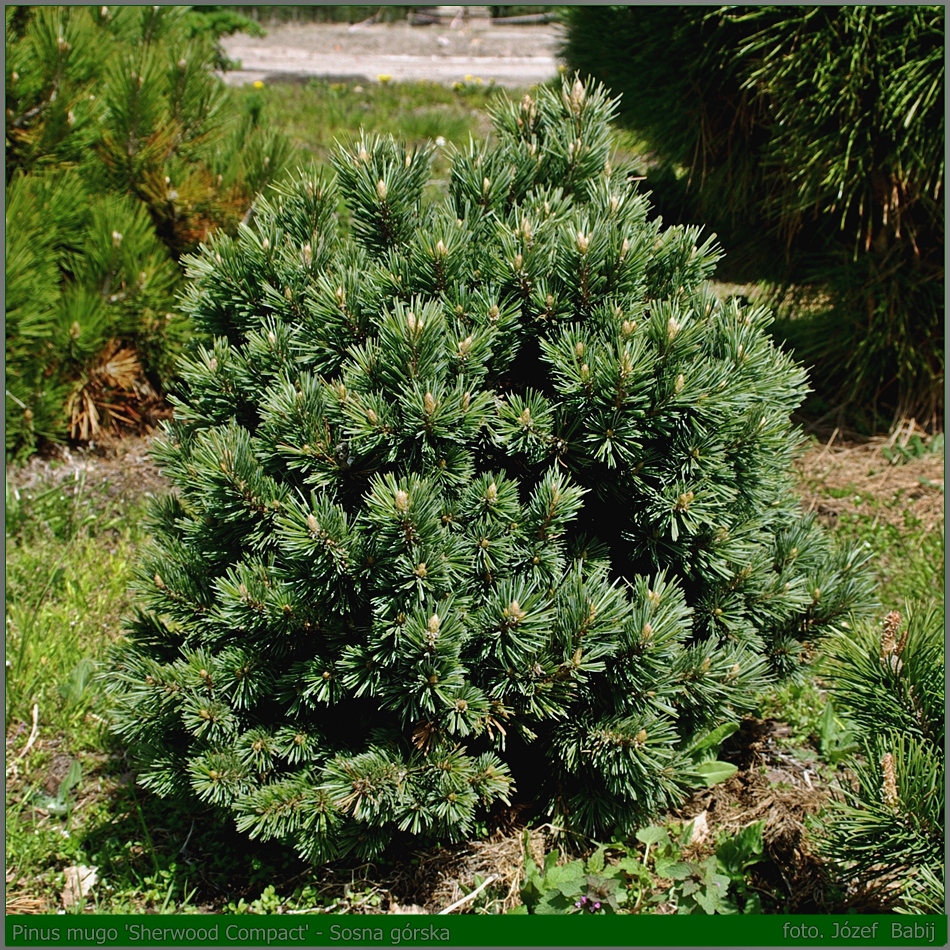 Шервуд компакт. Сосна Горная Шервуд компакт. Pinus mugo `compacta`. Pinus mugo Compact. Сосна Pinus mugo Sherwood Compact.