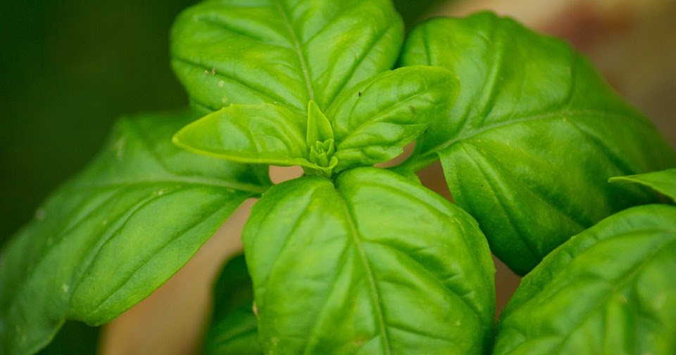 Easy Health & Beauty Basil Health Benefit Benefits Of Basil