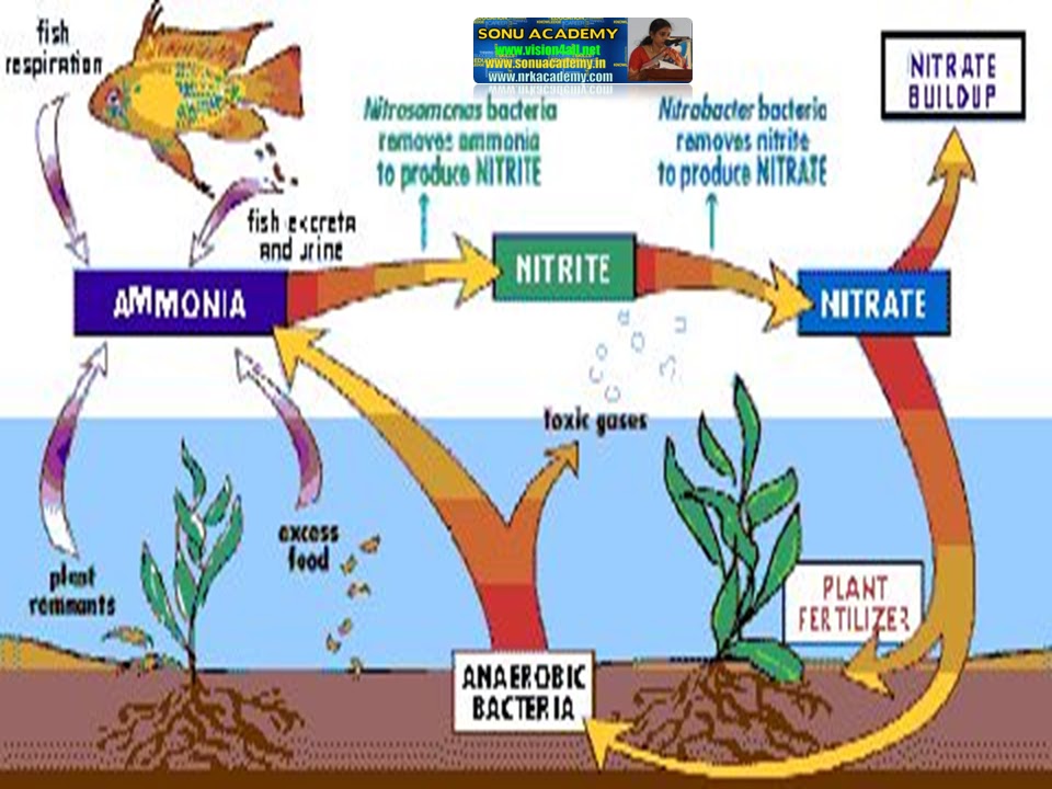 SONU ACADEMY EXCRETION IN PLANTSTEXT