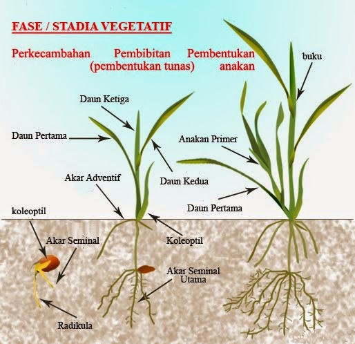 Mengenal Fase Vegetatif dan Fase Generatif Pada Tanaman 