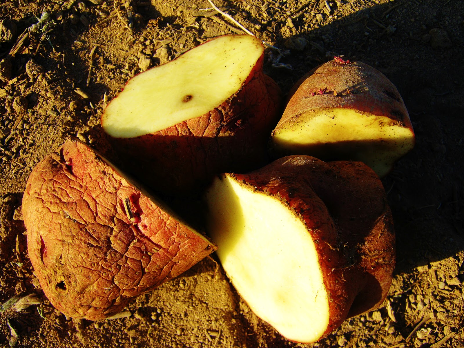 Cricket Song Farm Planting Potatoes