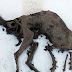 Descobriram uma carcaça que parece um dinossauro superpreservado