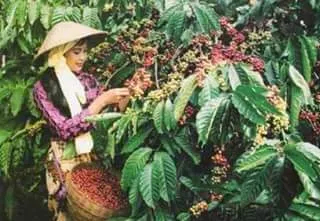 Harga kopi murah, petani menjerit