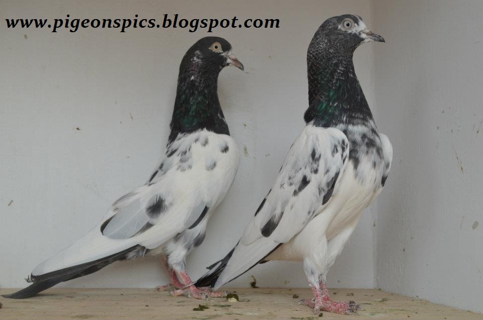 Aleem Khan Pigeons (kabootar) in Karachi Pigeons Pics Latest
