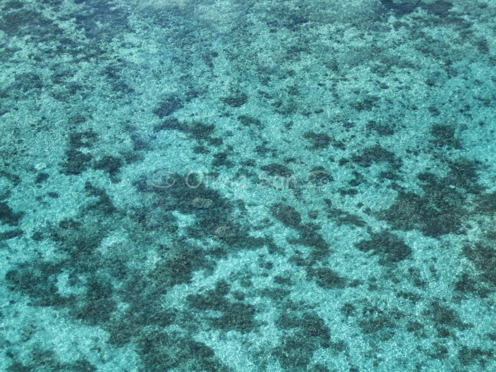 Barrière de Corail, Cairns, Queensland, Australie