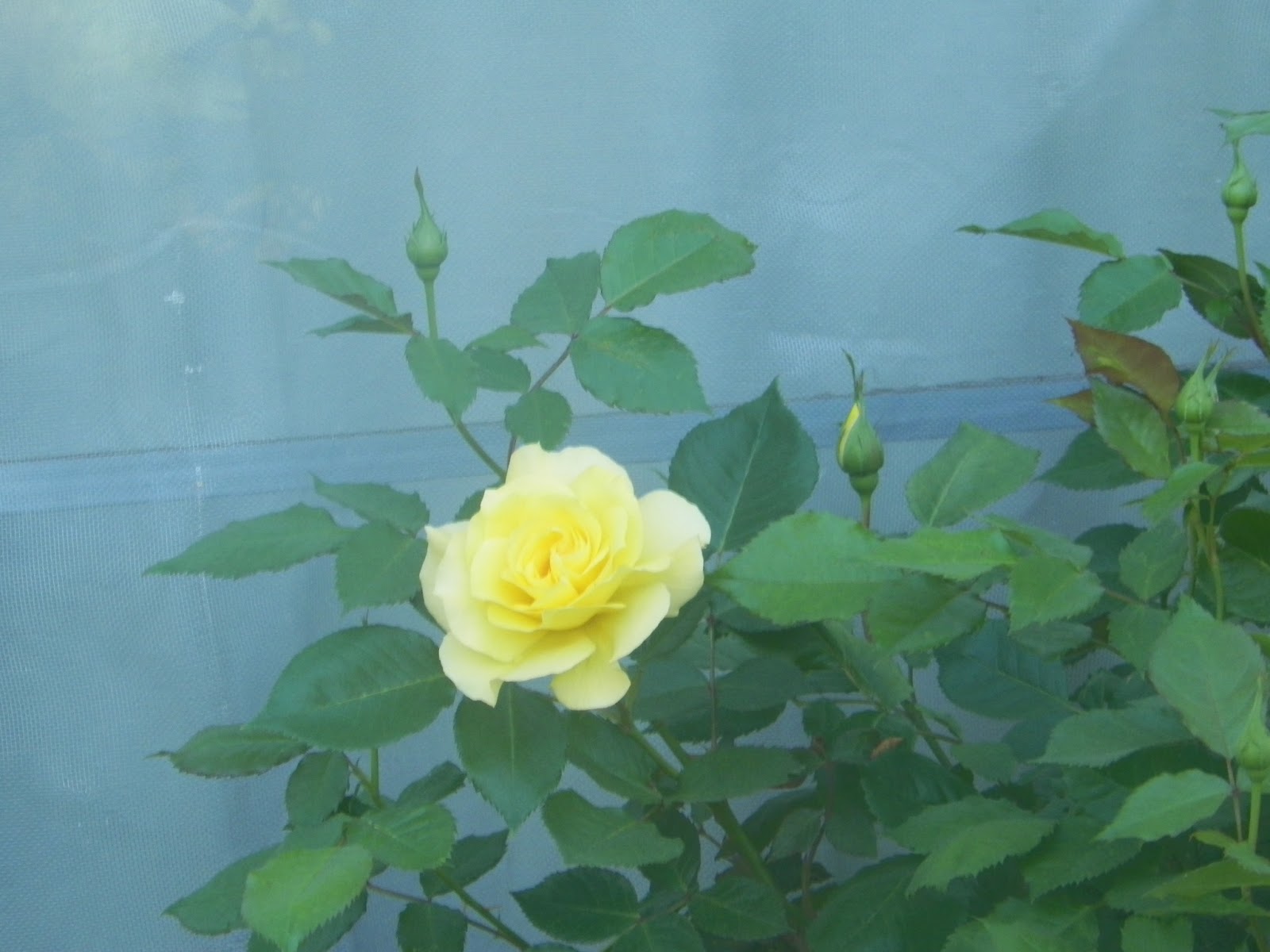 The Country Crafter The Yellow Rose Bush
