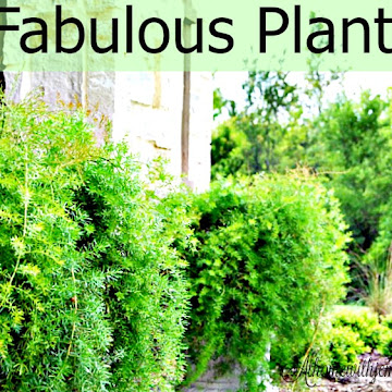 5 Fabulous Plants You Must Have