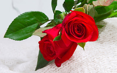 Best red rose wallpapers