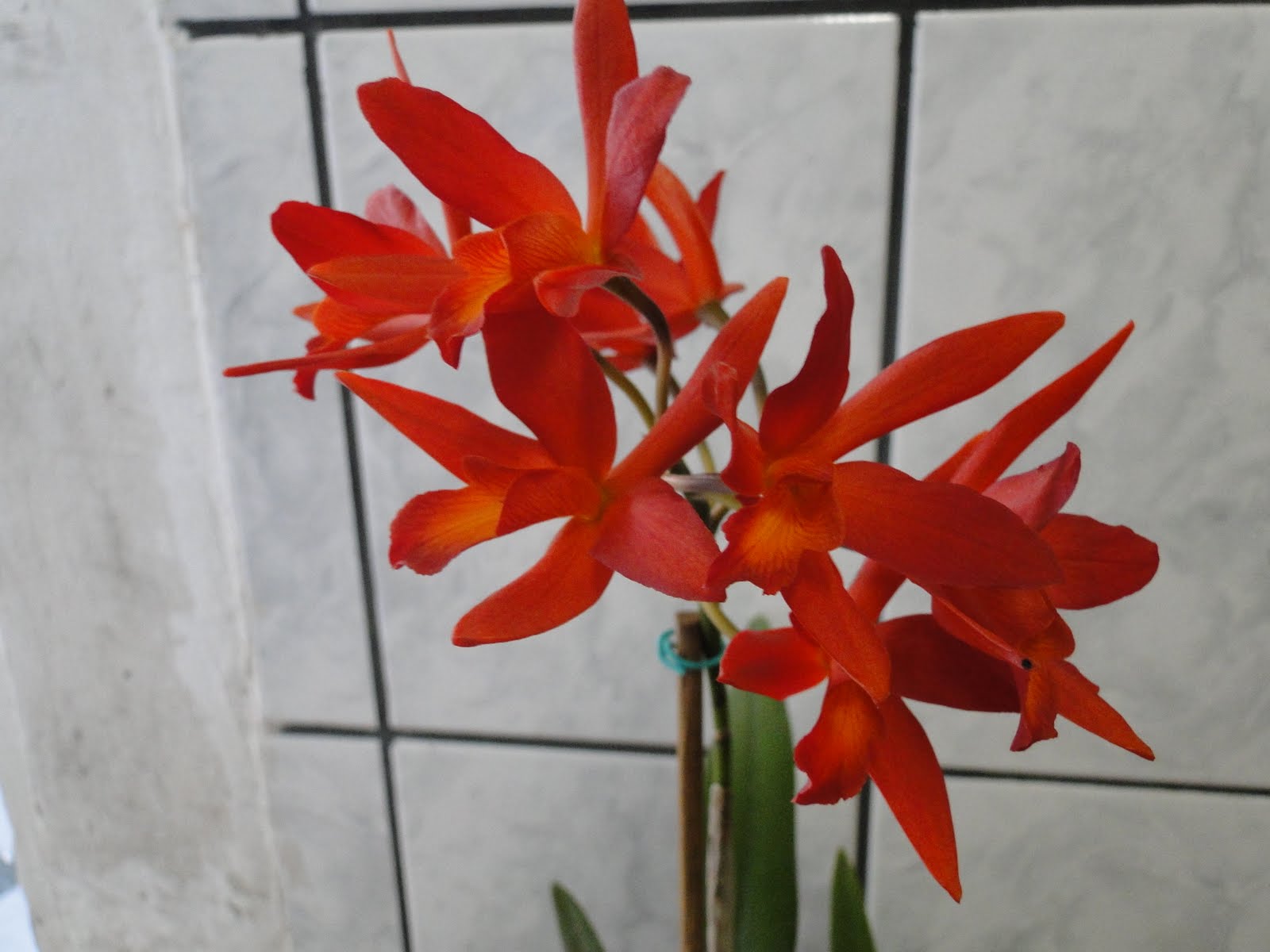 Amo Orquideas: Cattleya vermelha