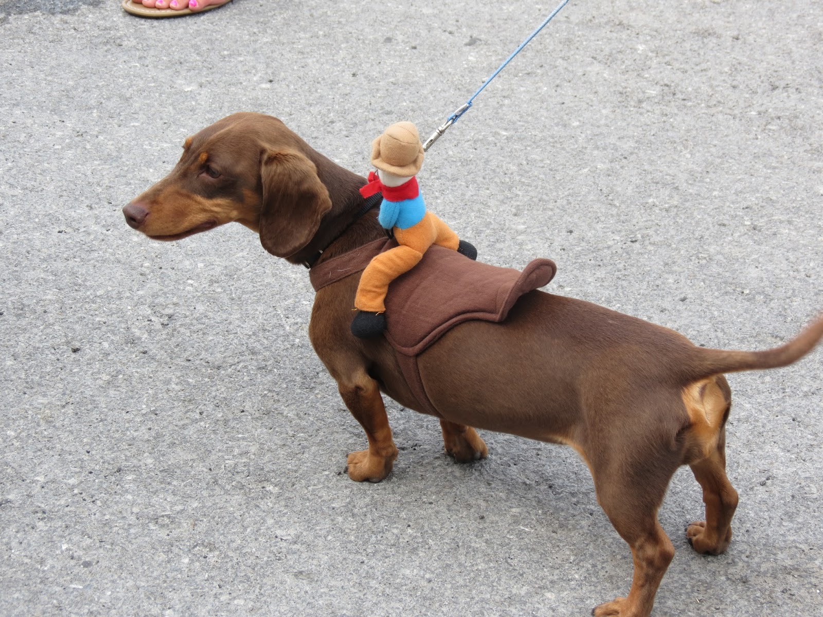 Amy After The Fact Wiener Dog Races