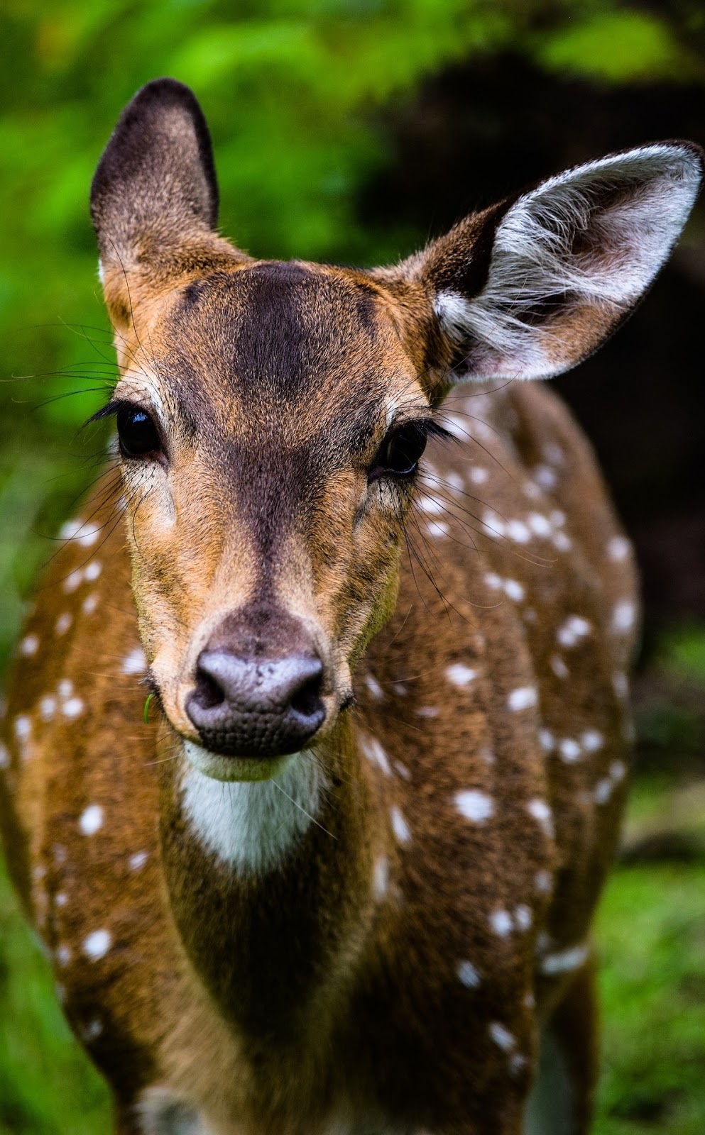 Face of a deer. Face of a deer.