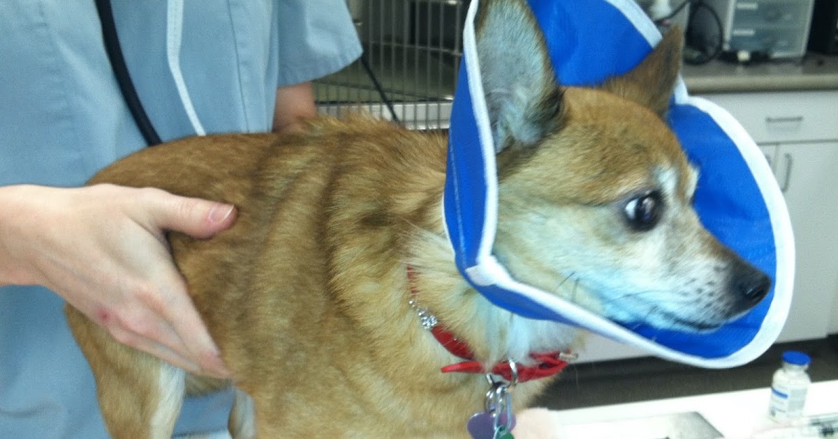 Veterinary Key Points: When Is Umbilical Hernia in Dogs An ...