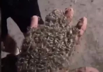 ( FOTOS ) Plaga Apocaliptica Azotó En Rusia. ( FOTOS ) Plaga Apocaliptica Azotó En Rusia.