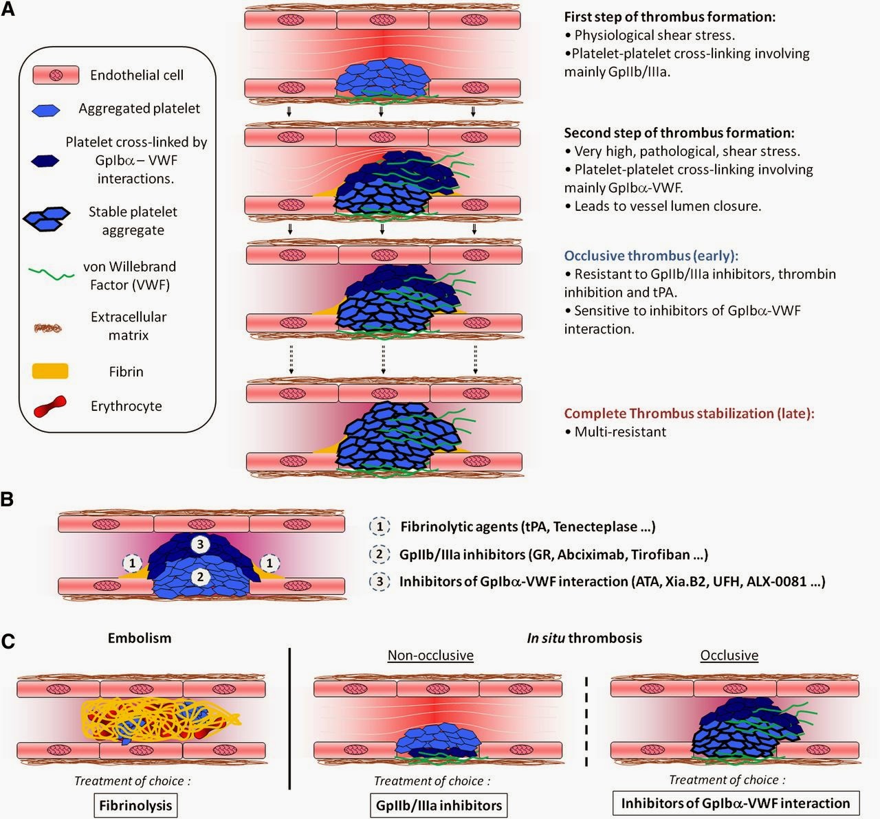 Anatomy & Physiology