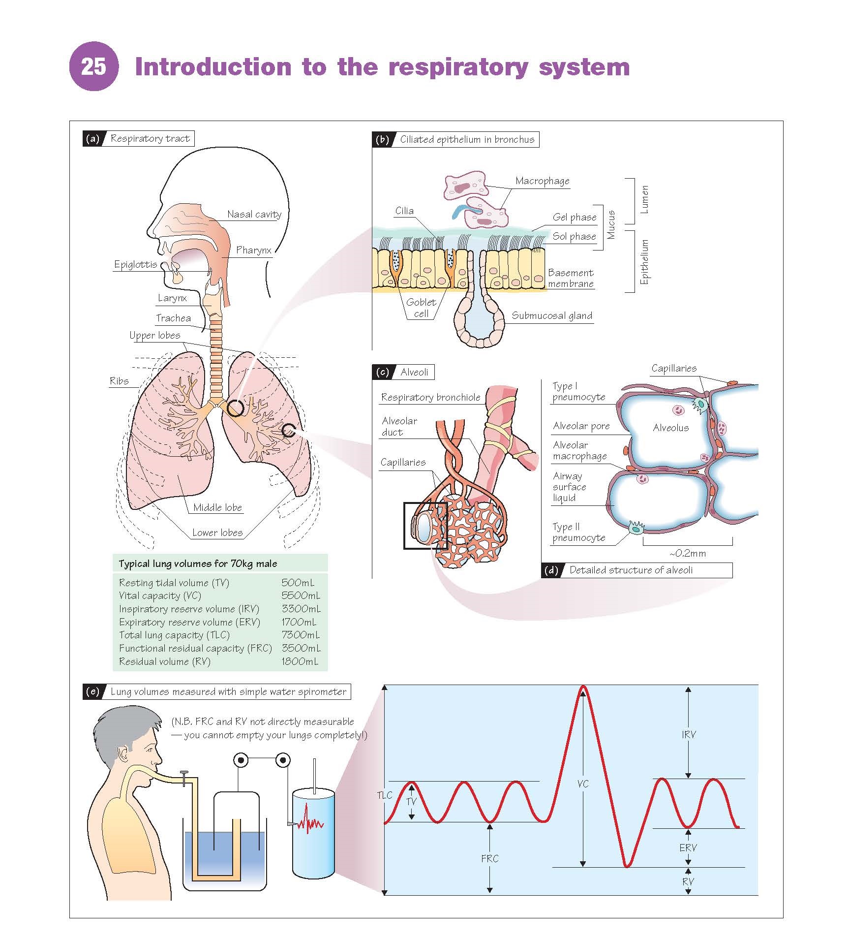 Introduction To The Respiratory System