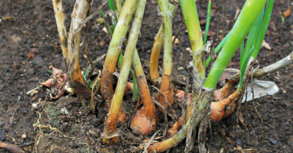 How to Grow Egyptian Walking Onions Oak Hill Homestead