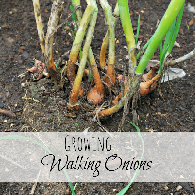 Walking onions growing in a container.