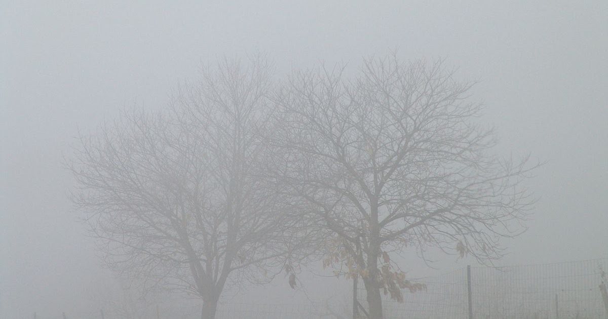 Туманное дело. Постер деревья в тумане. Ноябрь,туман маленькое фото природа. Природа дымка. Созерцательные картинки.