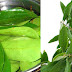 Say Goodbye To Diabetes  Hypertension Alzheimer’s And More With The Use Of These Simple Leaves