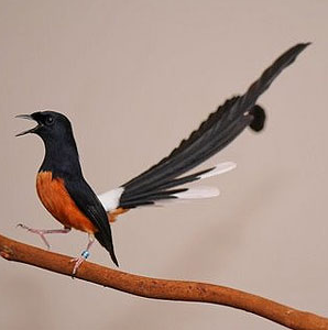 5 Burung Kicau Termahal Di Dunia