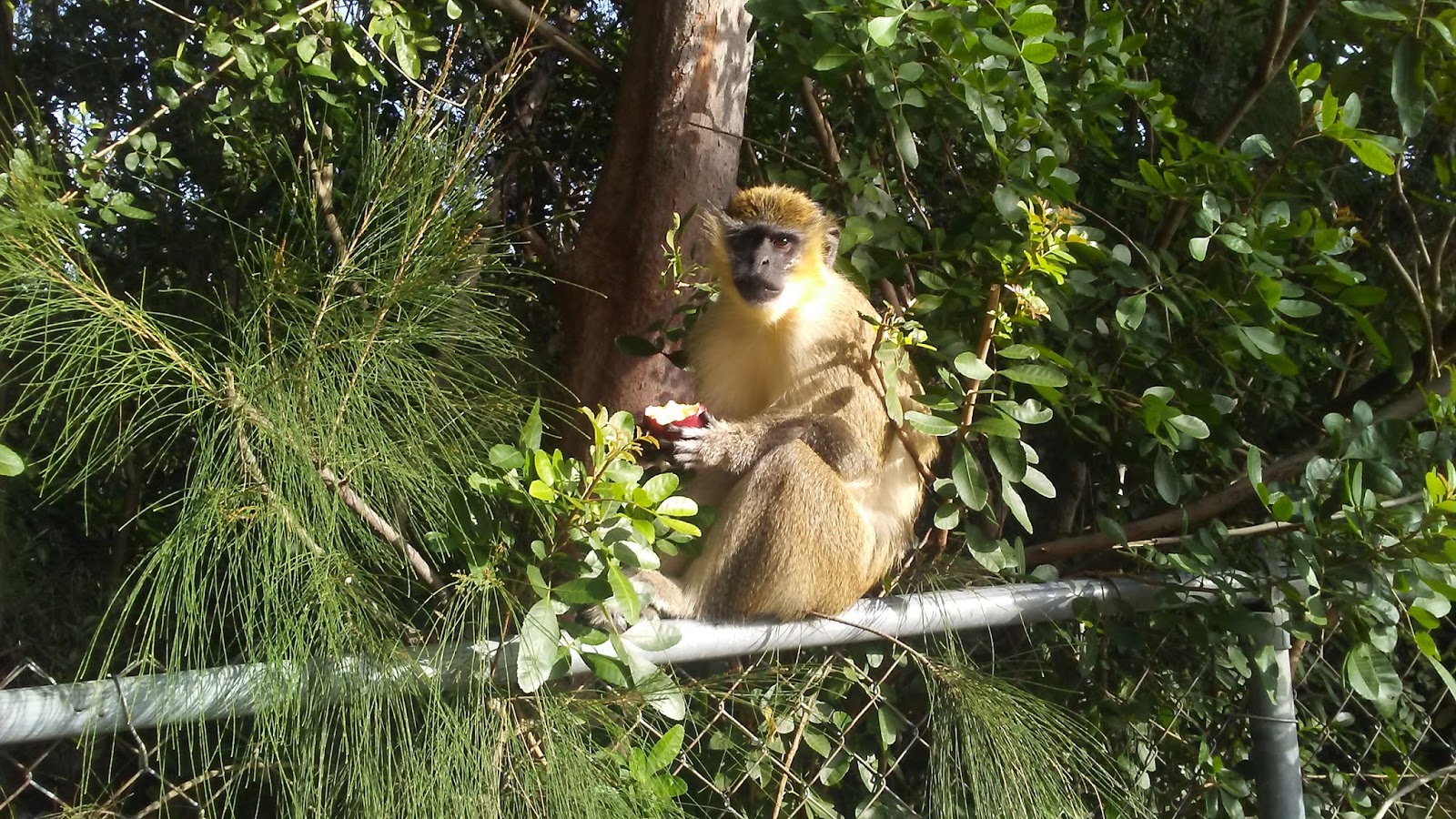 South Florida Monkeys Monsterfishkeepers Com