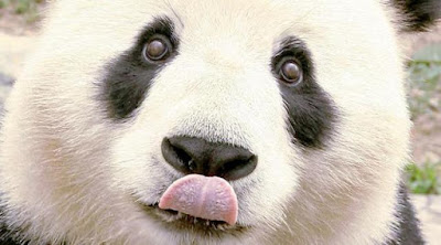 5 Cara Mengatasi Mata Panda 5 Cara Mengatasi Mata Panda