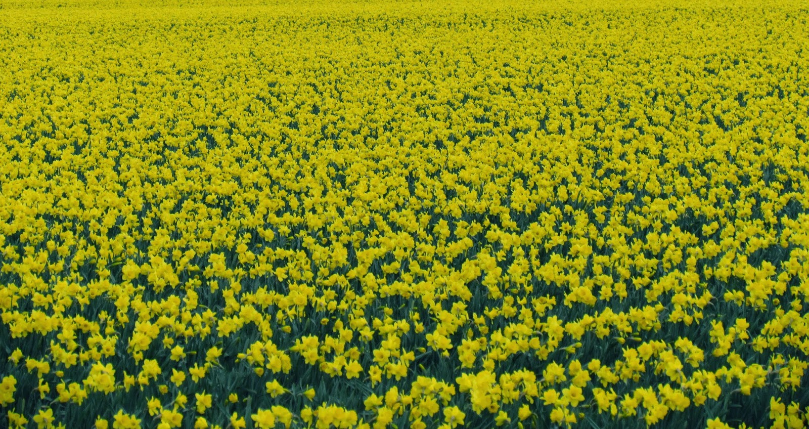 Scene Through My Eyes: Daffodil Time
