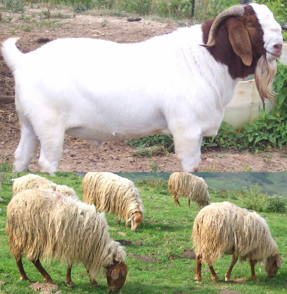 goat vs sheep, goat vs sheep characteristics, characteristics differences between goats and sheep