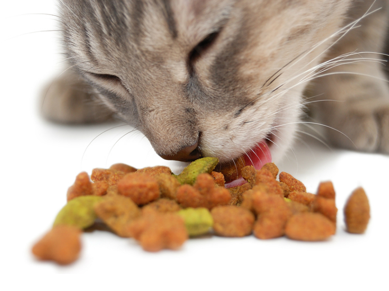Photo de chat Chat qui mange ses croquettes