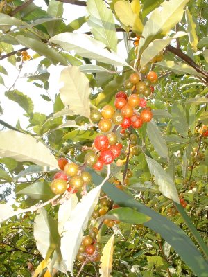 Autumn Olive Tree6