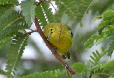 Mengenali Dan Membedakan Cipoh Kacat Jantan Dan Betina Pakan