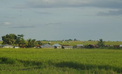 sawah di manggarai flores Indonesia sawah di manggarai flores Indonesia