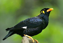 Daftar Harga Burung Beo Agustus 2019 Update Burung Babe