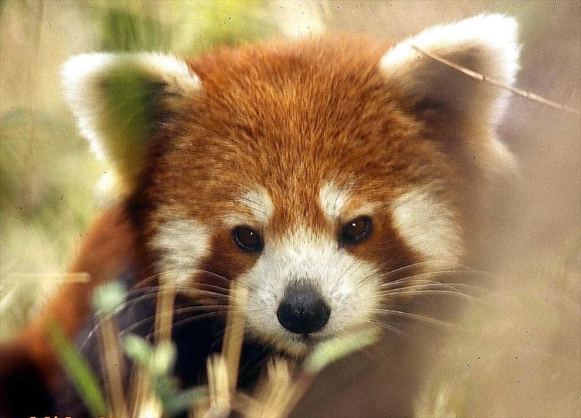 Panda rojo (Ailurus fulgens)