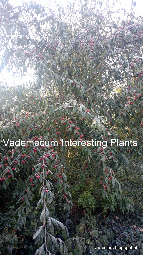 Access Here Lot Info Cotoneaster