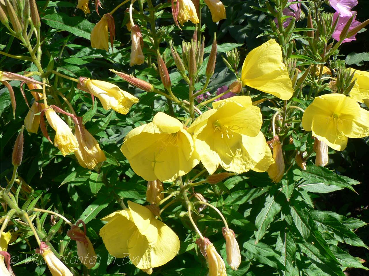 Wilde Planten Gele Bloemen Bloemen Wilde Planten Gele Bloemen Bloemen